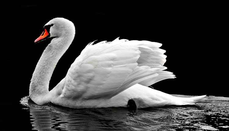 a swan