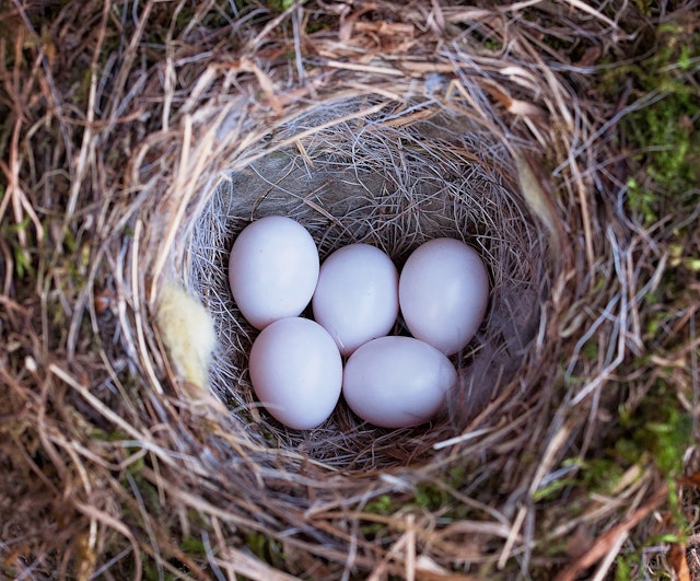 Birds lay eggs. Which life process is laying eggs part of?