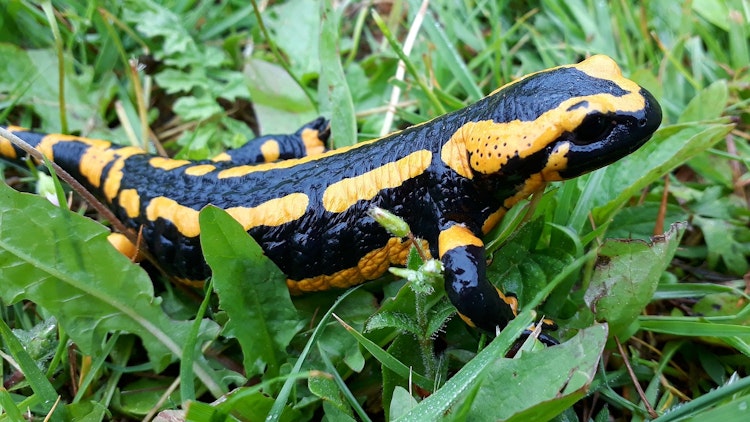 Amphibians belong to a group of animals called vertebrates. This means they have a <span class="blank">______</span>.