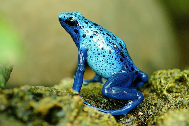 Which of these statements about amphibians is not true? 