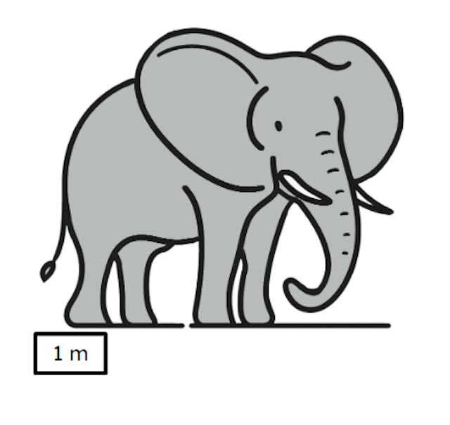 Estimate the length of this elephant.