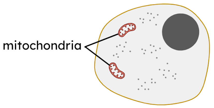 mitochondria 