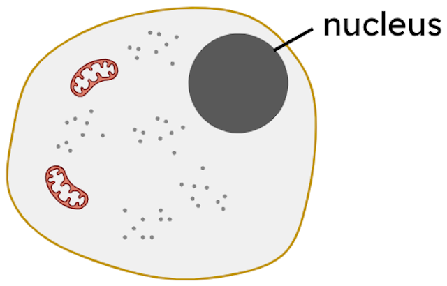 nucleus