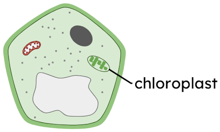 chloroplast