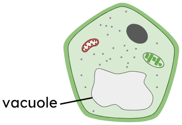 vacuole