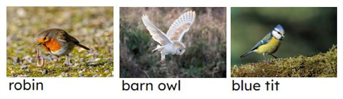 Robins, barn owls and blue tits are all...