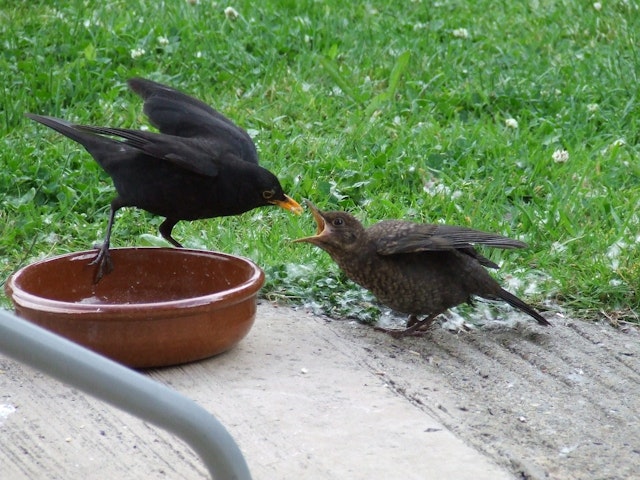 Which one of these can an adult bird do, but a fledgling bird cannot? 