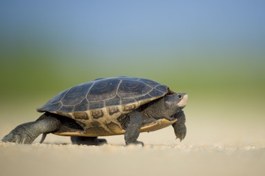 Lesson: Amphibian life cycles | KS2 Science | Oak National Academy