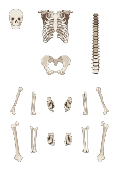 Match the body part to the bone which you will find there.