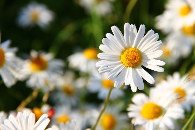 Match the classification level with the name of the daisy (Bellis perennis).