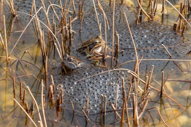 Lesson: Amphibian life cycles | KS2 Science | Oak National Academy