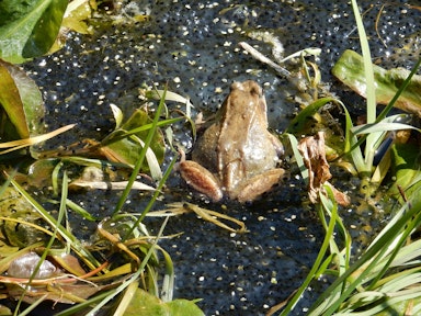 Lesson: Amphibian life cycles | KS2 Science | Oak National Academy