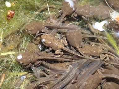 Lesson: Amphibian life cycles | KS2 Science | Oak National Academy