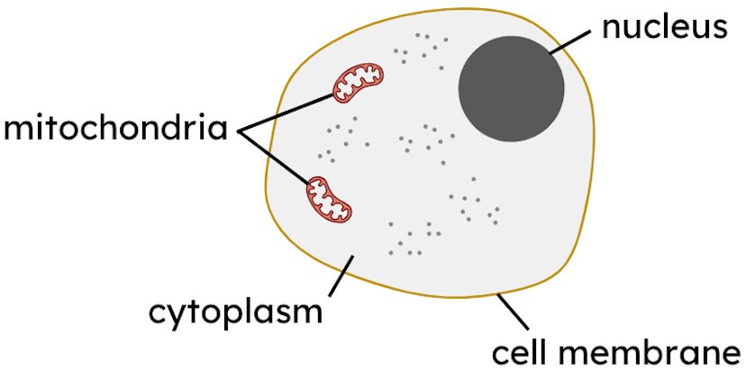 Where in this animal cell is DNA stored?