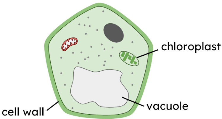 What type of cell is shown in this image?