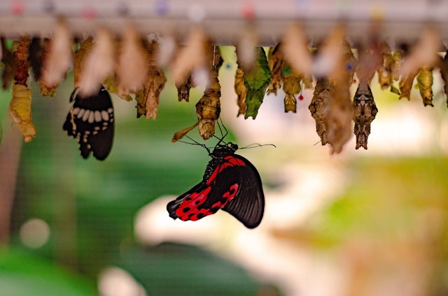 Laura is observing caterpillars as they change and grow into butterflies. How could she record a butterfly's life cycle?