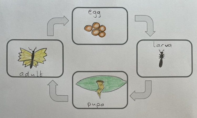 What is a life cycle?