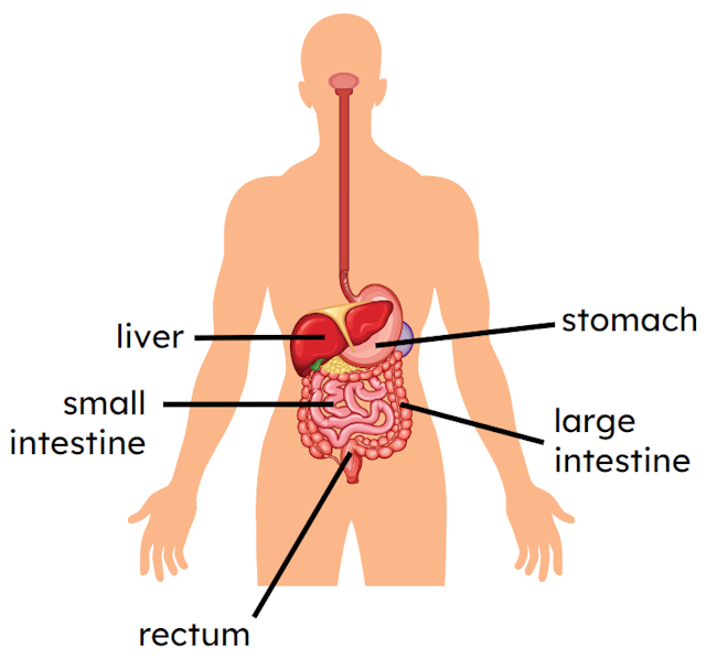 In which of these parts of the digestive system does most digestion take place?