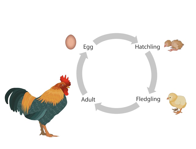 Choose the stage in the life cycle where reproduction is taking place.