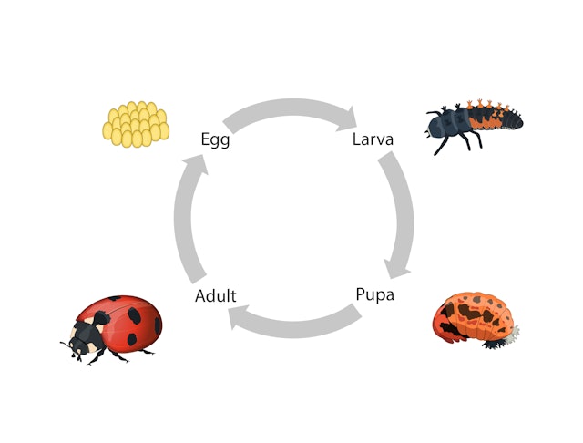 At which stage in this life cycle is DNA passed on?