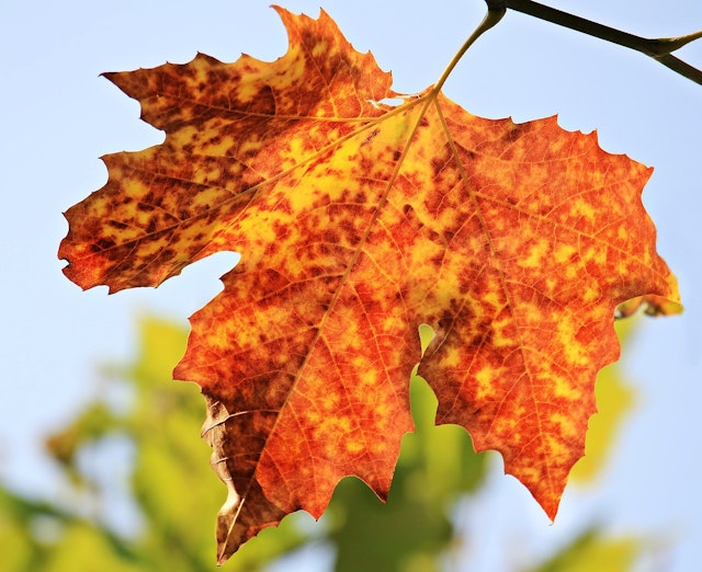 Laura is observing a sycamore tree. She notices that some of the leaves have turned from green to orange and that some branches have no leaves on them. Why do you think this is?