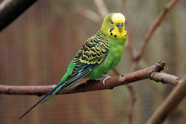 a budgie