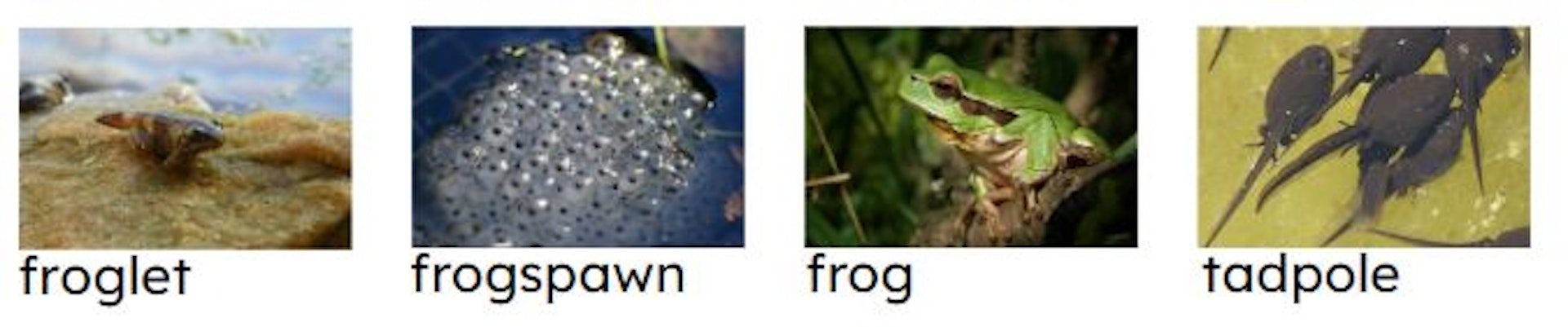 Put these different stages of a frog's life cycle in order starting with the youngest.