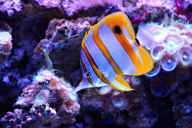 a butterflyfish