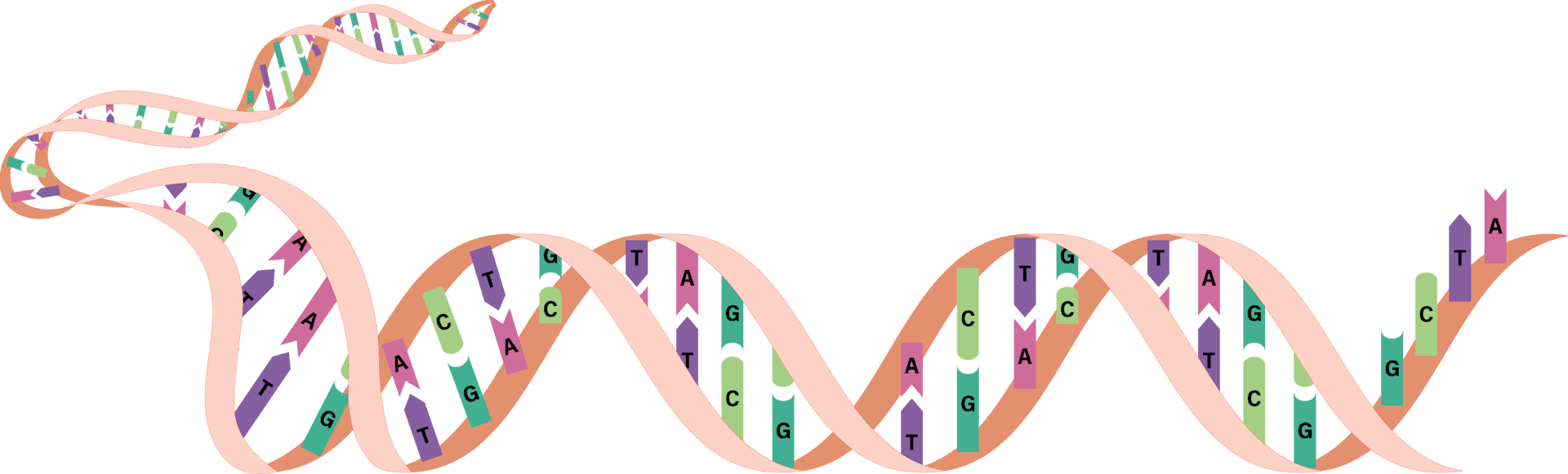 DNA is passed onto offspring in reproduction. What does it carry?