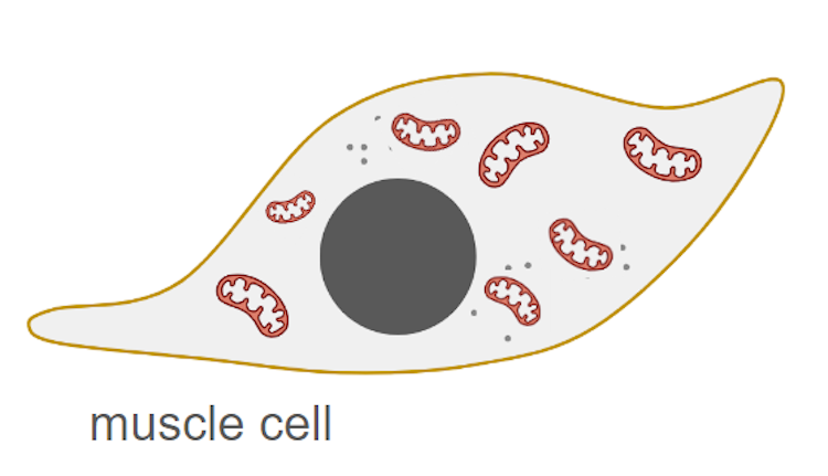 True or false? Muscle cells have lots of mitochondria to help them contract.