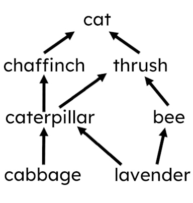 What will happen if the cabbage population decreases?