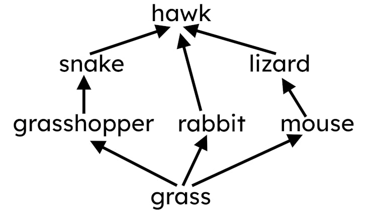 What will happen to the population of hawks if the grass population decreases?