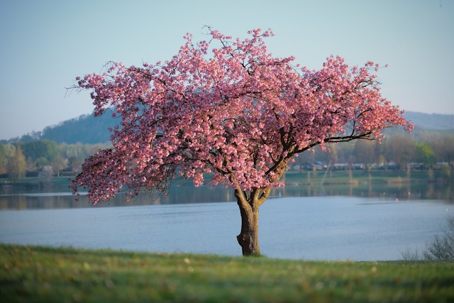 Identifying a tree means ...