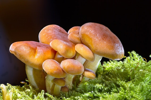 fungi