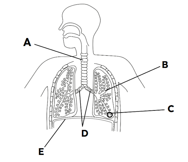 The diagram shows the human gas exchange system. Which letter on the diagram represents the bronchioles?