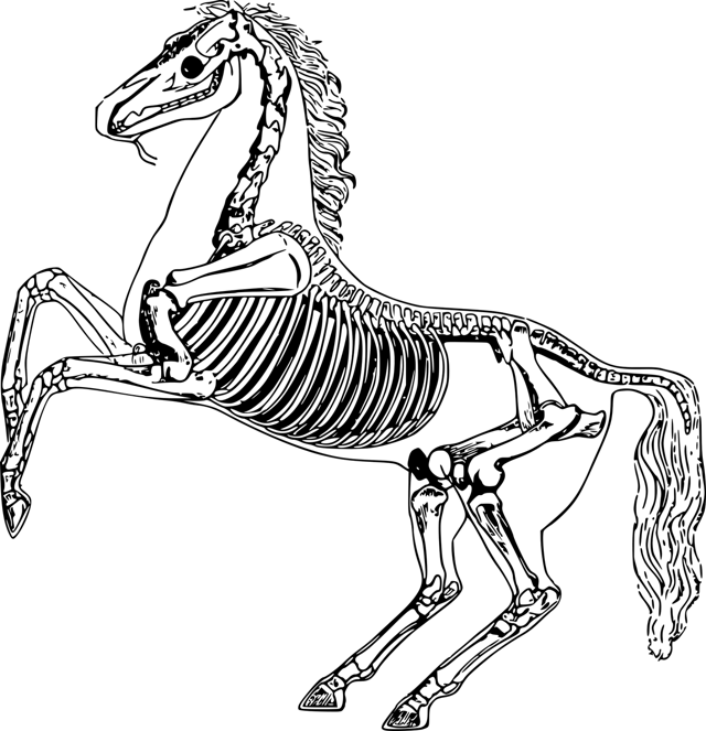 Which of these statements describes a skeleton? 