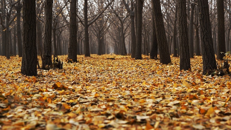 These leaves have fallen from a tree. How would we describe these leaves?