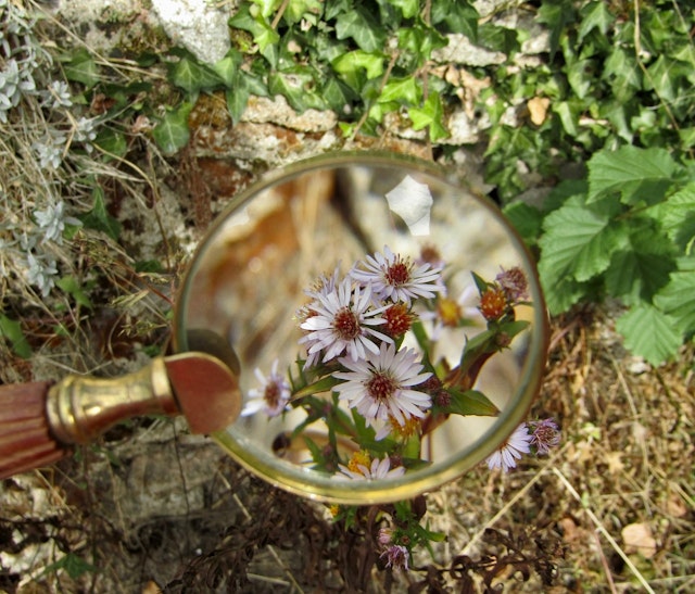 Lucas uses a magnifying glass to look closely at some daisies. Which skill is he using?