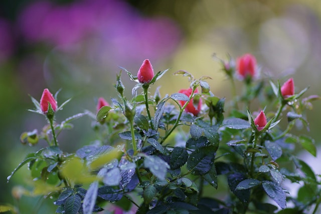 a rose plant