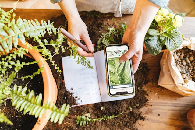 Sofia is using a plant app to correctly name a plant she has found. What skill is she using?