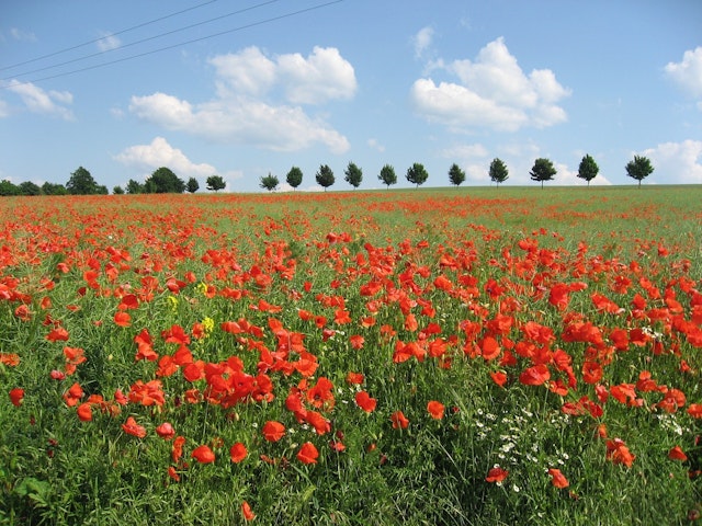 a poppy plant