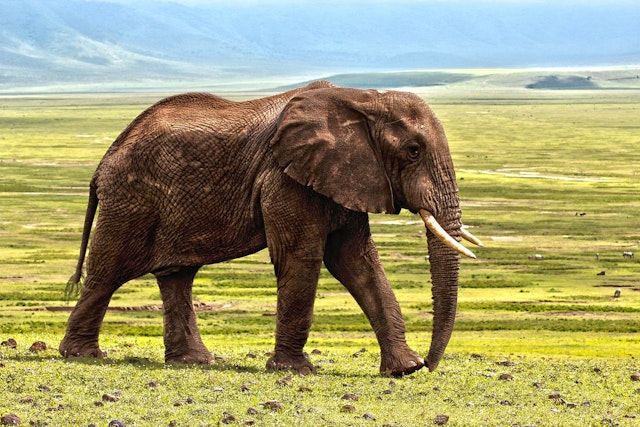 elephant