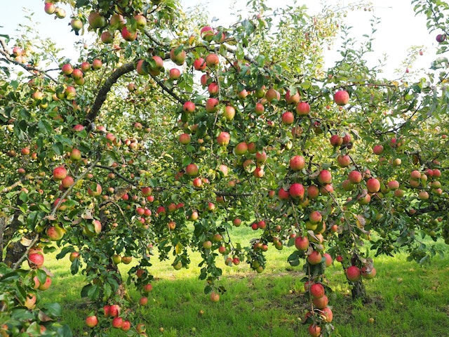 an apple tree