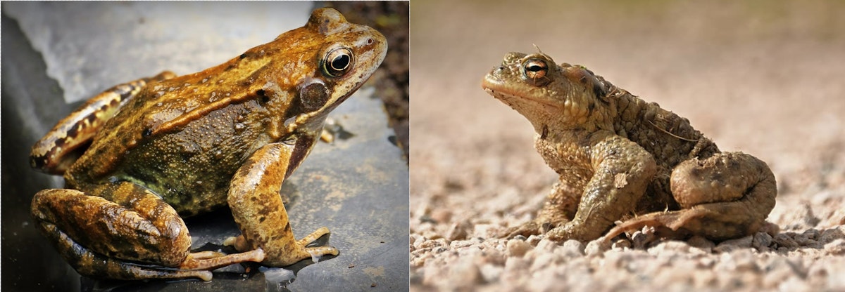 The frog (Rana temporaria) and toad (Bufo bufo) are both animals. Which statement correctly describes the difference between?