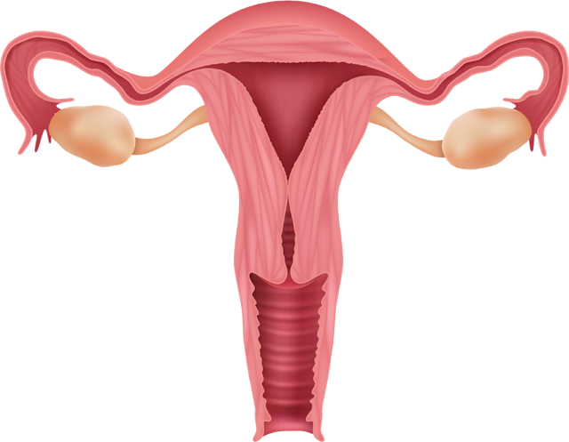 In human reproduction, fertilisation takes place in one of the two <span class="blank">______</span> which are part of the female reproductive system.