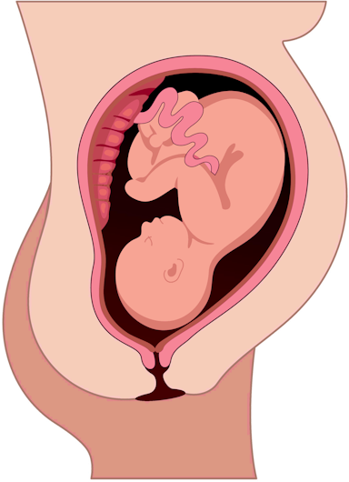 What connects the placenta to the foetus?