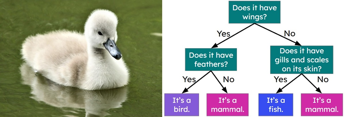 Use the classification key to classify a duckling.