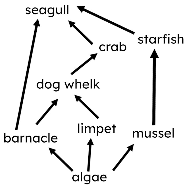 How many food chains are in the food web diagram below?