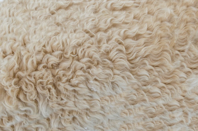 wool