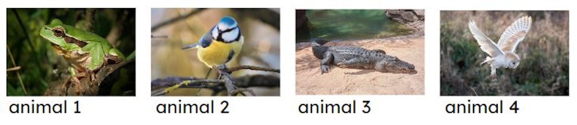 Match the animal to its name.